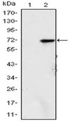 Anti-KDM4A Antibody, clone5H1 ascites fluid, clone 5H1, from mouse