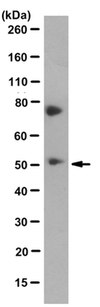 Anti-VPS4A Antibody, clone 14B1.1 clone 14B1.1, from mouse