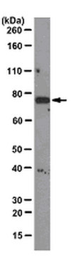 Anti-Numb Antibody, clone 6G10.1 clone 6G10.1, from mouse