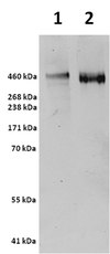 Anti-Lubricin Antibody/Proteoglycan 4, clone 9G3 clone 9G3, from mouse