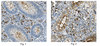 Anti-iNOS/NOS II, clone 13F5.1 Antibody culture supernatant, clone 13F5.1, from mouse