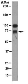 Anti-Versican Antibody, clone 8D8.1 clone 8D8.1, from mouse