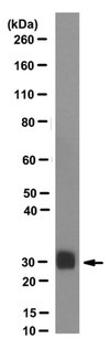 Anti-TIM-3, clone RMT3-23, Azide Free Antibody clone RMT3-23, from rat